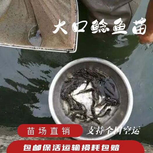黄冈大口鲶鱼苗  苗厂直供大口鲶苗