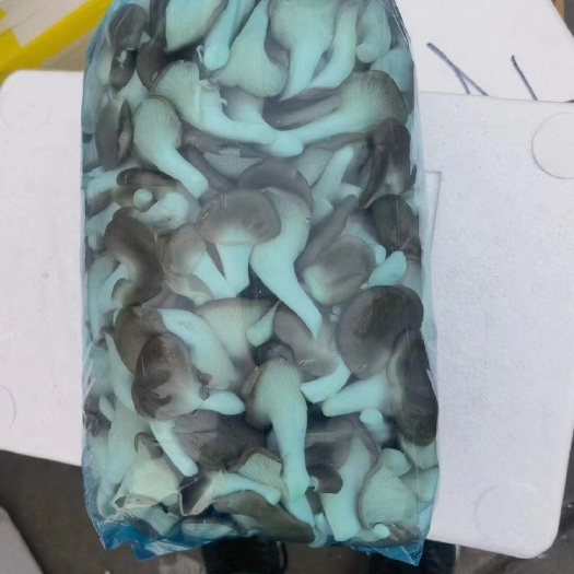 菏泽秀珍菇