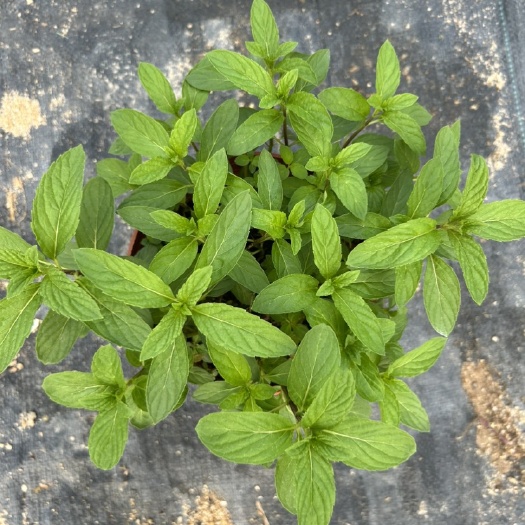漳州各种薄荷薄荷苹果薄荷凤梨薄荷巧克力薄荷猫薄荷葡萄柚薄荷