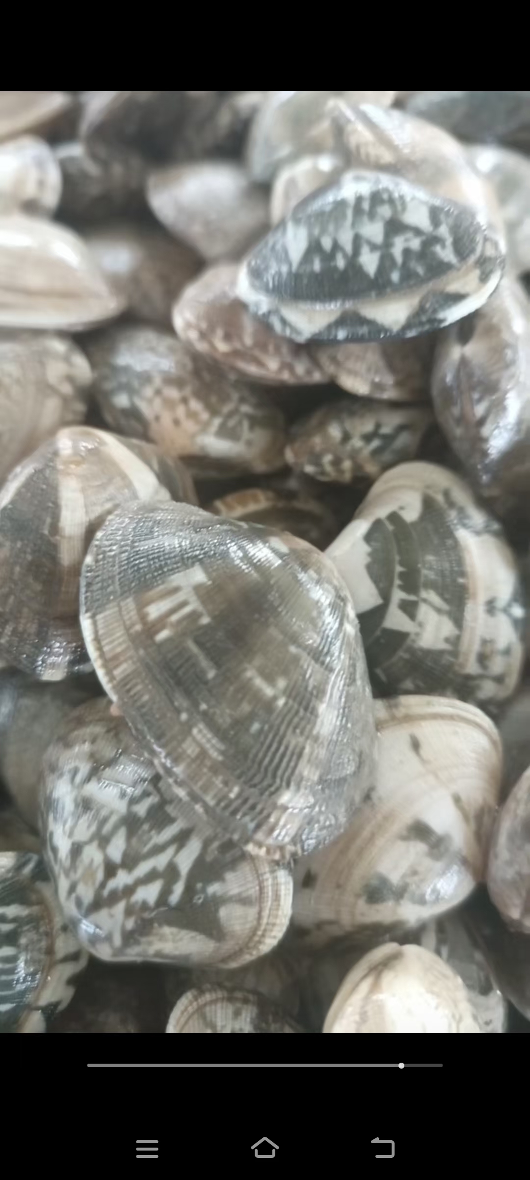 蛤蜊花甲，肥度好，无沙工艺，货源充足，团购商超欢迎合作