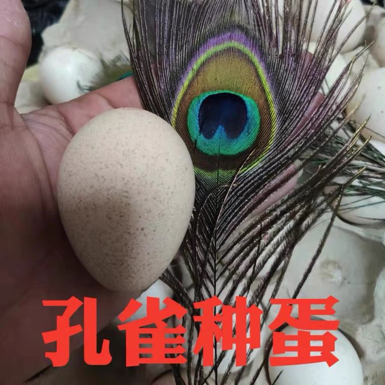 义乌市蓝孔雀受精种蛋可孵化雀苗家养孵化宠物观赏孔鸟包受精蛋