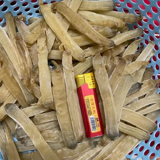 上海北海特大沙虫！干净无沙