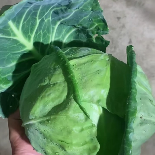 昌黎县甘蓝 包菜