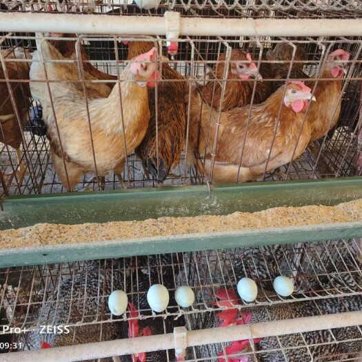 蛋鸡苗  黄麻羽绿壳蛋鸡 乌皮绿壳蛋鸡苗产绿壳蛋率高