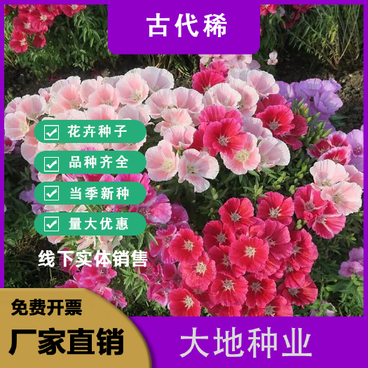 灌云县古代稀种子，景区绿化花卉种子别春花花籽春夏四季播种简单种子批