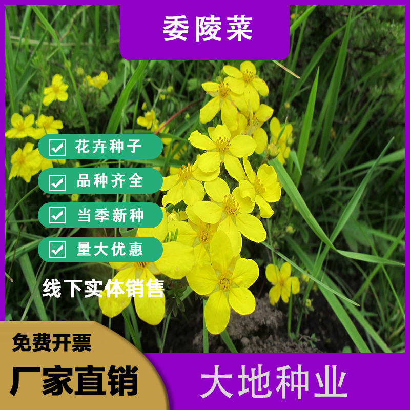 灌云县委陵菜种子，花籽路边河边小黄花花园地被植物多年生庭院四季耐寒