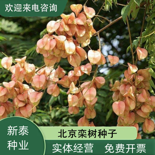 新采栾树种子 北京栾树种子 林木种子 黄山栾树种子 北栾南栾