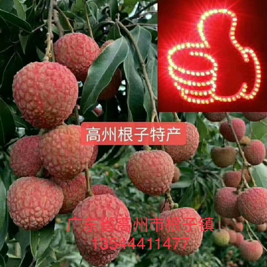 高州市荔枝