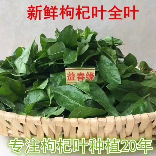 枸杞芽枸杞叶枸杞菜