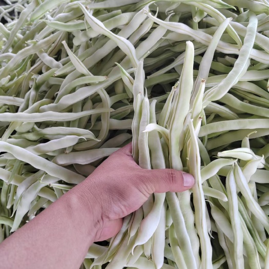 河南四季豆，条顺，品质好，视频看货，线上保障交易。