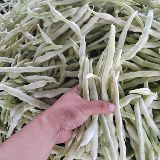 博爱县四季豆，条顺，质量吇，视频看货，线上保障交易。