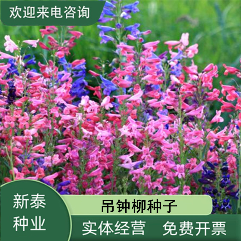 沭阳县钓钟柳种子吊钟柳花卉种子阳台草花种子耐寒景观花海花种子花籽子
