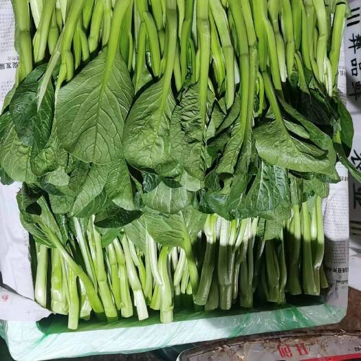 昆明云南菜心。优惠