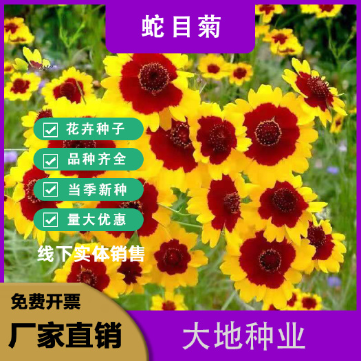 蛇目菊种子，昆仑雪菊天山雪菊花籽盆栽庭院阳台四季播种花卉种子
