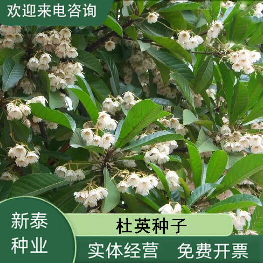 沭阳县新采优质杜英树种子 小叶大叶叶杜英种子 椴树种子 林木种子