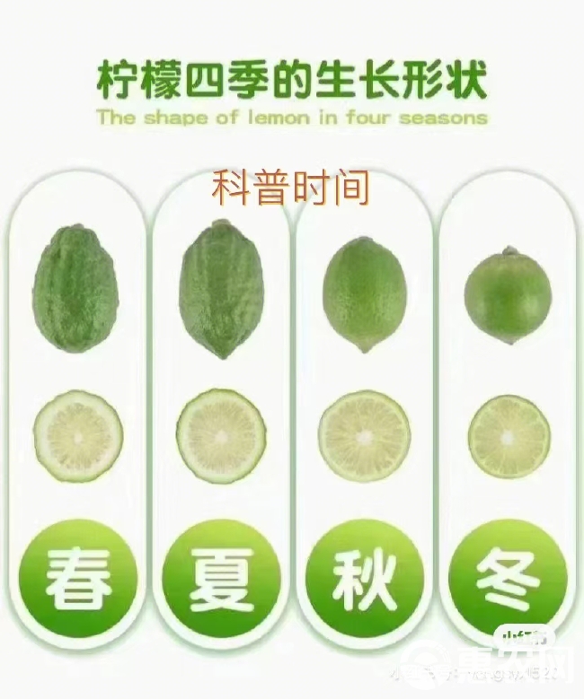 广东香水柠檬  一级果  现摘现发