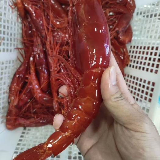 北海红魔虾 批发