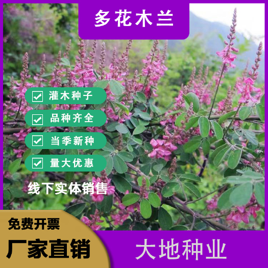 灌云县多花木兰种子，护坡固土专用草籽荒山复绿灌木丛树籽四季可播种子