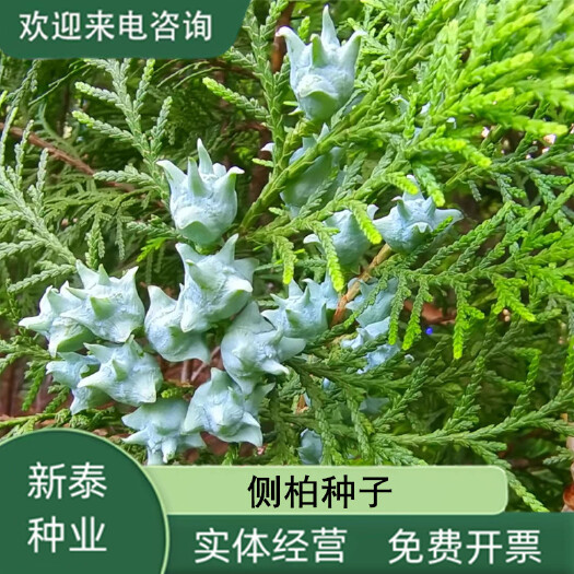 沭阳县新采柏树种子扁柏种子侧柏种子林木种子柏树籽种子绿化苗木种子