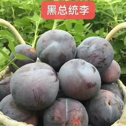 叶县黑布林，李子