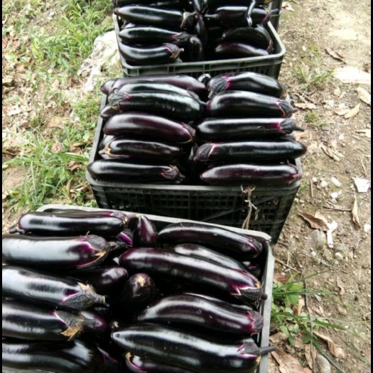 菏泽黑长茄