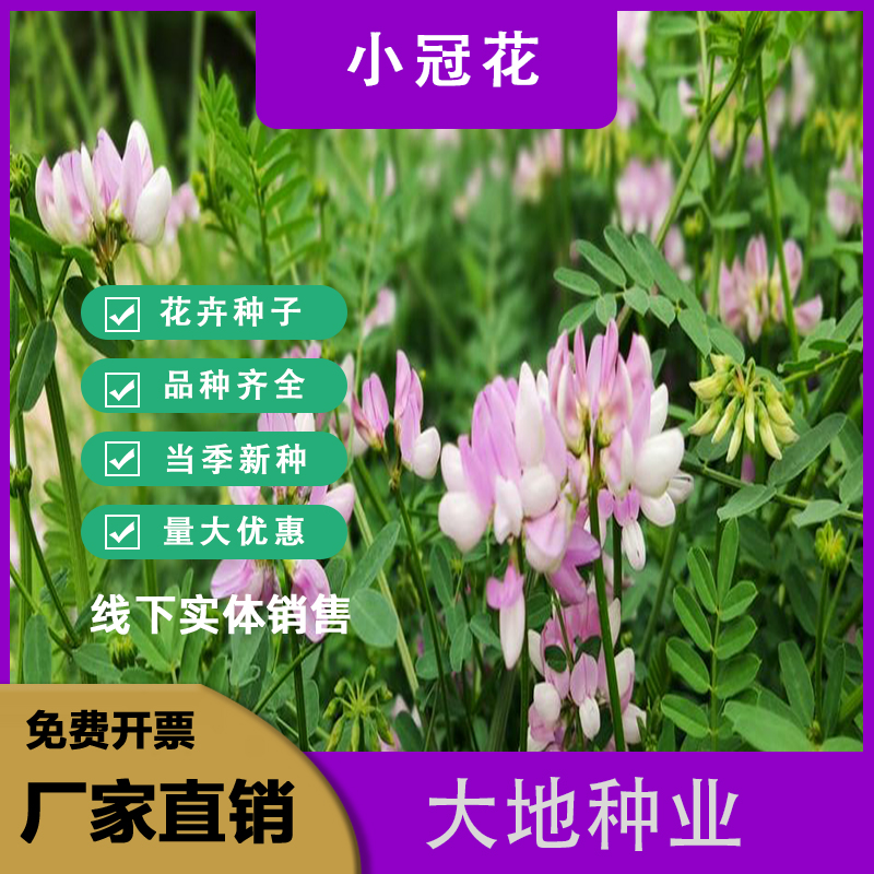 灌云县小冠花种子，多年生耐寒耐旱花卉园林绿化护坡固土四季播种易成活