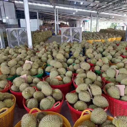  泰国榴莲
