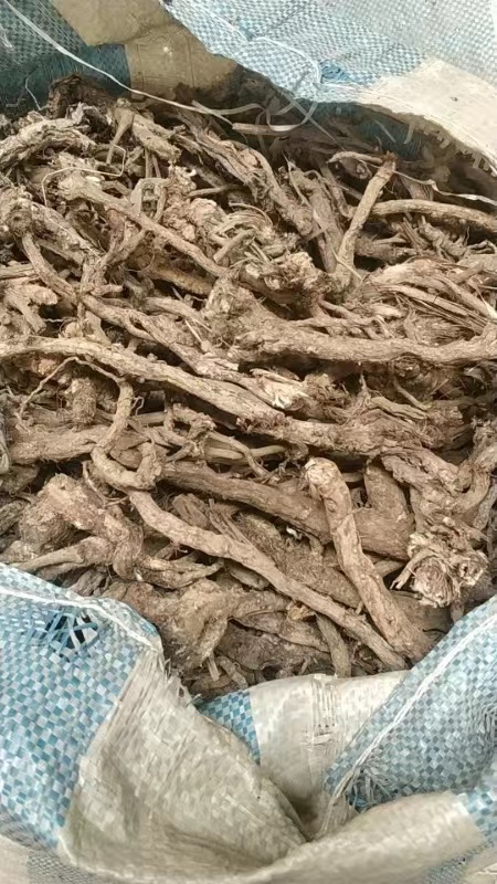 郑州白头翁