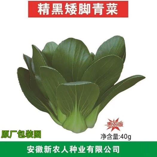 祁东县精黑矮脚青菜种子春秋大田种植蔬菜种籽矮脚小青菜