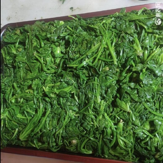 连平县冻荠菜