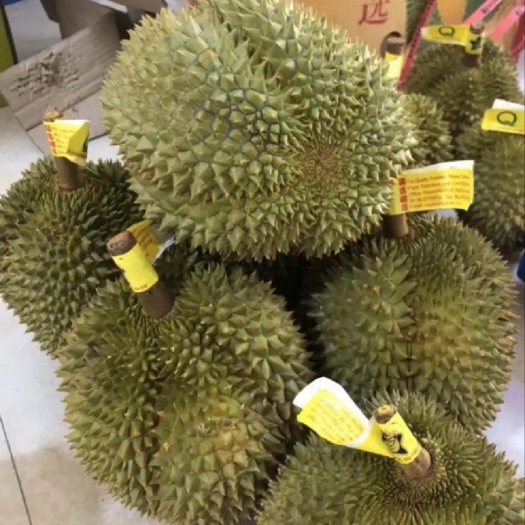广州金枕a级