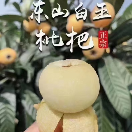 苏州苏州吴中区东山镇白玉枇杷