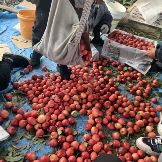 开鲁县内蒙特产锦绣海棠鸡心果，产地发货，支持一件代发，八月中旬摘！