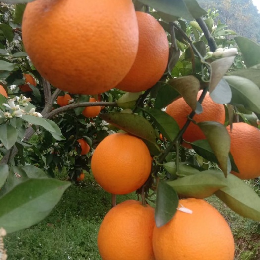 阳朔县桂林阳朔精品夏橙大量供应