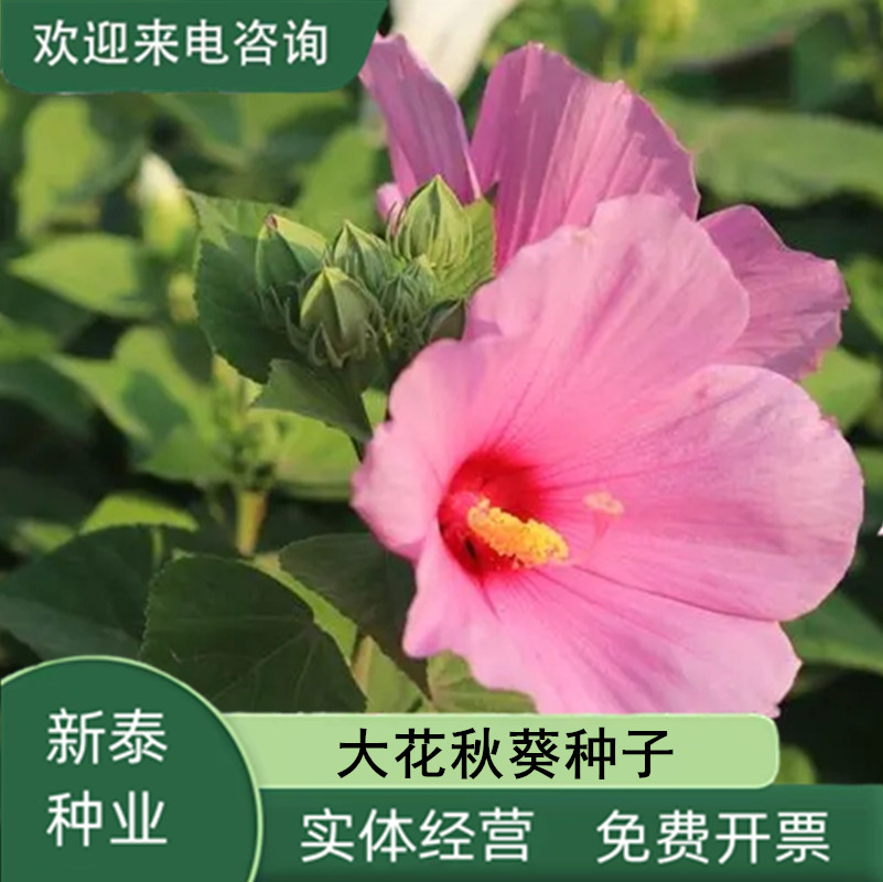 沭阳县金花葵种子菜芙蓉花大花秋葵种子芙蓉葵马络葵种子锦葵种子