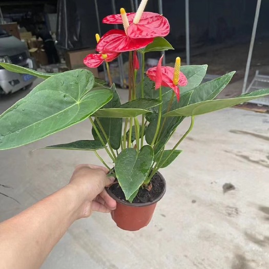 广州120福星红掌，花色特别漂亮