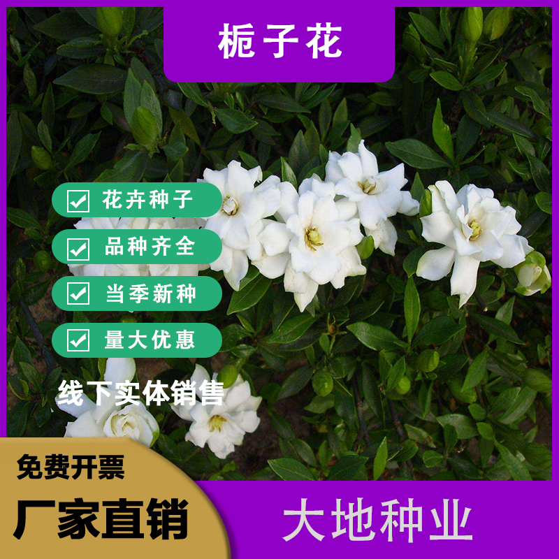 灌云县栀子花种子，执子花四季种多年生开花植物盆栽芳香树种庭院阳