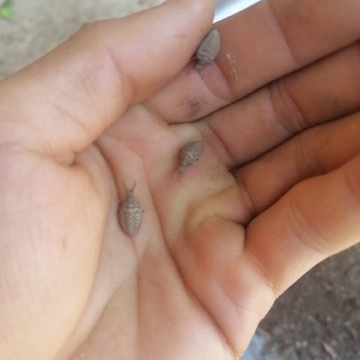华坪县地牯牛  鲜货  干货  都有