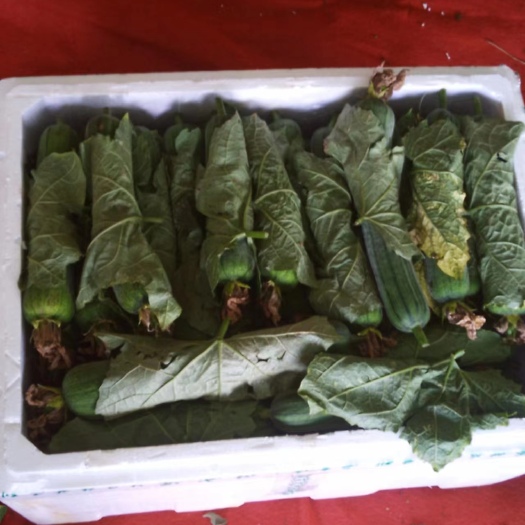 遂宁丝瓜