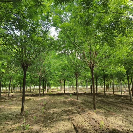 济宁15公分白蜡，山东15公分三年帽白蜡树装车价格
