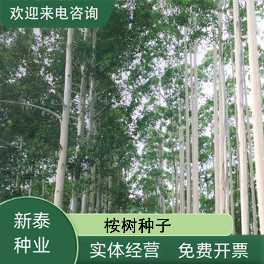 桉树种子尾叶巨桉蓝桉杏仁桉澳大利亚大小叶桉速生桉树广林九种籽
