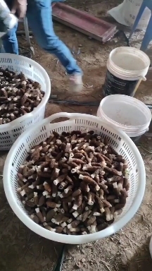羊肚菌