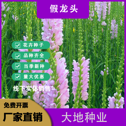 灌云县假龙头种子，景观绿化花卉种子露地被植物花坛摄影背景花卉种子批