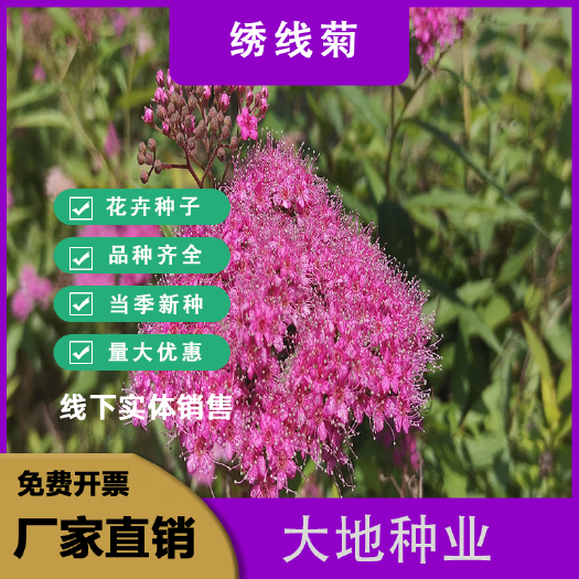 灌云县绣线菊种子，花种籽子四季易活的花种耐寒多年生珍珠梅花种子批发
