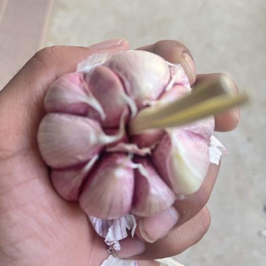 杞县杞县大蒜2023年富晒新蒜  紫皮蒜