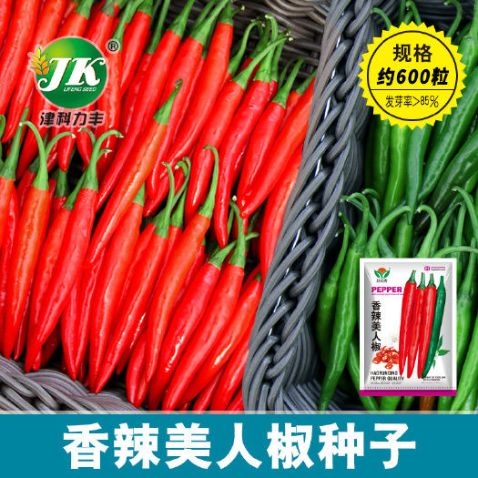 河间市美人辣椒种子薄皮口味香辣早熟大红辣椒农田菜园基地种植蔬菜种子