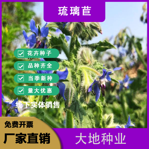 灌云县琉璃苣种子，四季易种芳香蜜源植物花籽春秋易种花卉种子批发
