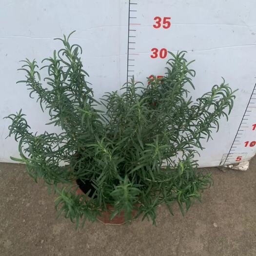 广州迷迭香盆栽带香味盆栽可食用室内室外常备新鲜净化空气绿植盆栽花