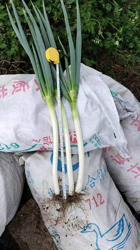 长沙长白大葱