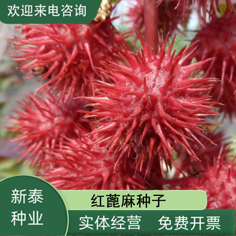 沭阳县红色蓖麻种子老麻了草麻籽种子绿色蓖麻种子
